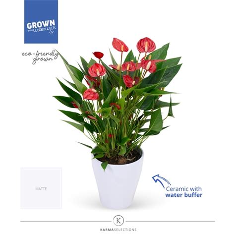 Anthurium KARMA Million Carolina White Waterreservoir