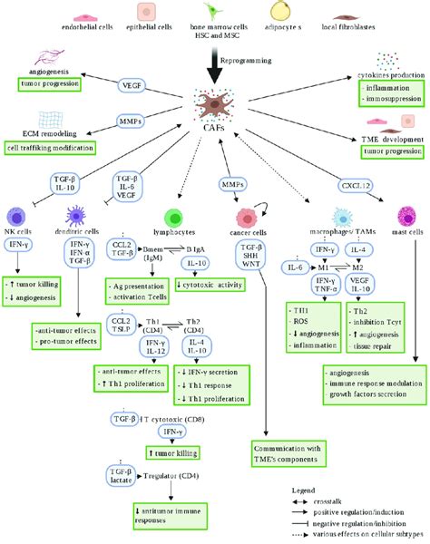 Schematic Representation Of Caf Heterogeneity Cancer Associated