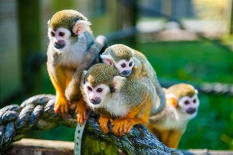 Monkeys Of The Peruvian Amazon Rainforest In Squirrel Monkey