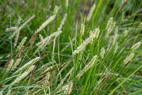 Autumn Moor Grass