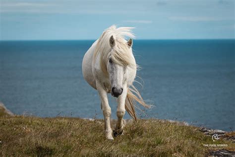 The Critically Endangered Eriskay Pony Could Disappear Without Careful Conservation