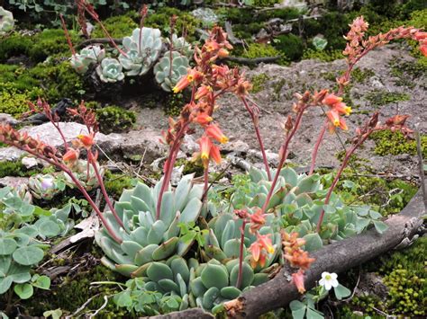 Echeveria Una Planta En Peligro De Extinción México Desconocido