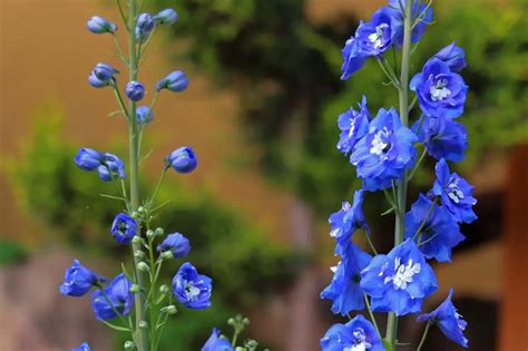 Larkspur Flower Meaning In English Best Flower Site