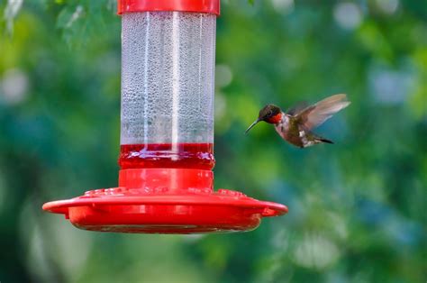 The 6 Best Hummingbird Feeders Of 2024 [buyer S Guide]