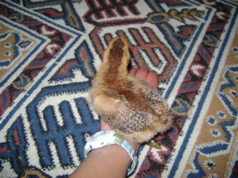 Brown Sex Links BackYard Chickens Learn How To Raise Chickens