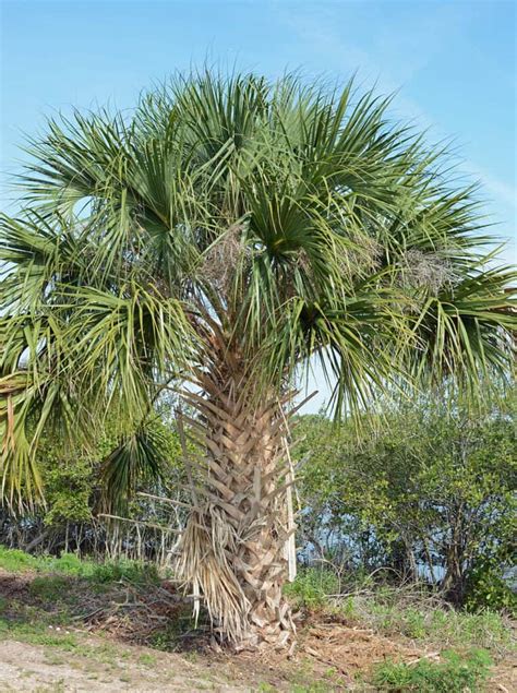 Best Zone Palm Trees Guide Arbor Facts