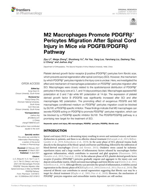 Pdf M2 Macrophages Promote Pdgfrβ Pericytes Migration After Spinal