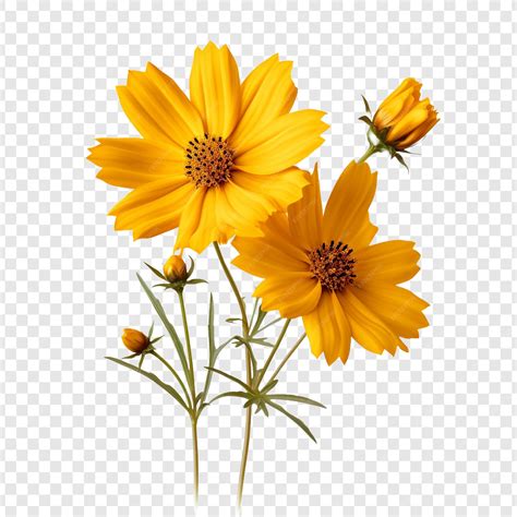 Premium PSD | Coreopsis flower png isolated on transparent background