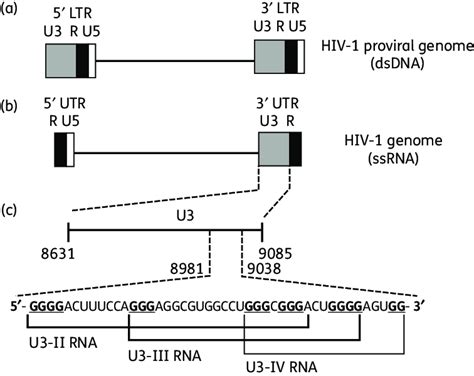 Scheme Of The Hiv 1 Proviral Dna Genome A And Of The Viral Rna Genome