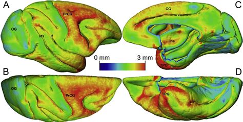 Figure 6 From A Diffusion Tensor Mri Atlas Of The Postmortem Rhesus