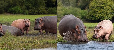 Blog Robin Pope Safaris Celebrate World Hippo Day Malawi Tourism