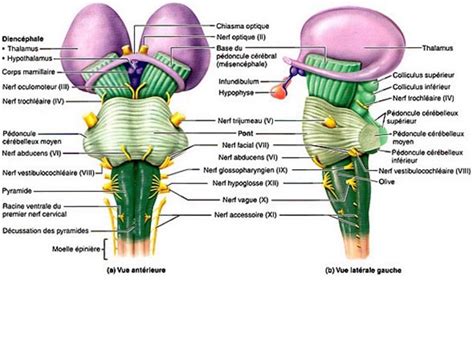 Anatomie Anatomie Du Tronc C R Bral Youtube