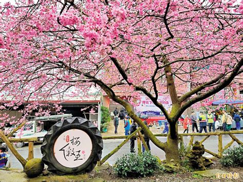 與茶園、山巒相映 樟樹湖「櫻穀王」盛開 生活 自由時報電子報