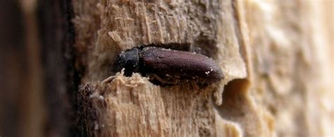 Woodworm Beetle Types Of Wood Beetles Heritage Timber Care