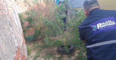 Los detuvieron por robo y hallaron una plantación de marihuana