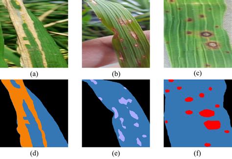 Sample Rice Leaf Disease Image And Segmentation Label A Bacterial Download Scientific