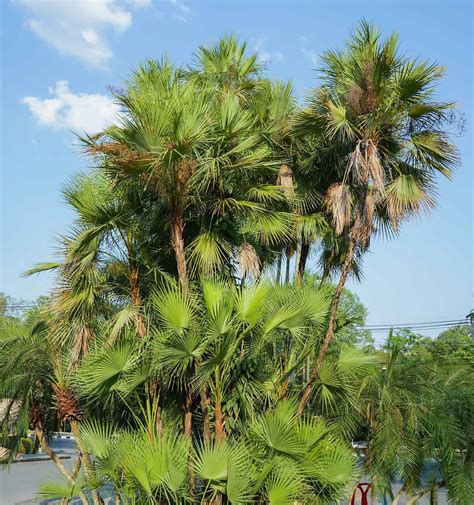 Discover 14 Types of Palm Trees in Florida - A-Z Animals