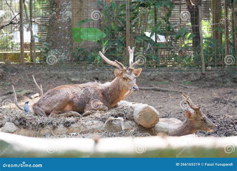 Two Deers (rusa) with Antlers Sitting on the Cage Stock Image - Image of branch, antlers: 266165219