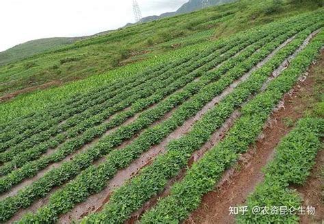 花生增产叶面肥用哪个？花生三遍肥怎样用？花生喷施昆仑风增产 知乎