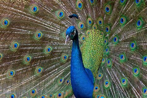 Wallpaper Wildlife Canon USA Beak Florida Bird Feather