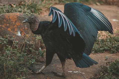 Big Black Vulture Bird Ultra HD Wallpaper | 4309x2873 resolution wallpaper