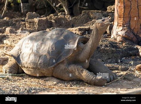 Abingdonii Geochelone Elephantopus Abingdoni Testudo Elephantopus