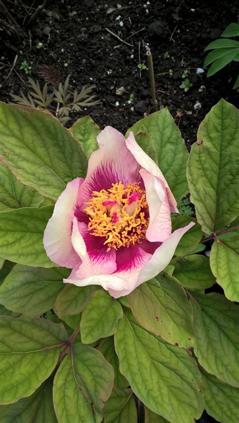 Paeonia Daurica Subsp Mlokosewitschii Pioen Pioenroos Peony