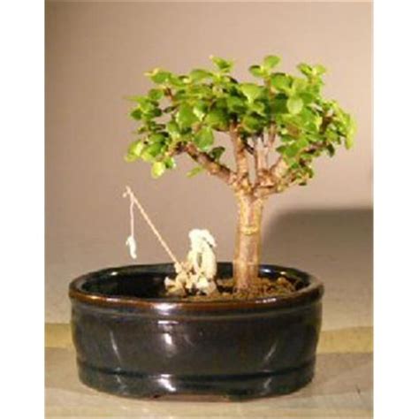 Bonsai Boy E3048 Baby Jade Bonsai Tree With Land Water Pot