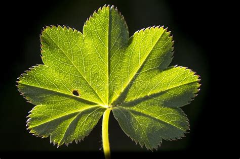 Kale Vrouwenmantel Kahler Frauenmantel Liso Ladysmanta Alchemilla