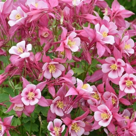 Kirigami Rose Pink Columbine Grown By Overdevest