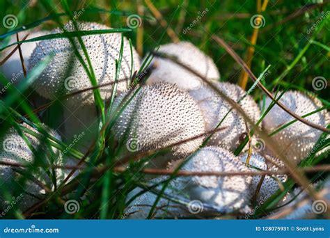 Cogumelos Freckled Brancos Na Grama Imagem De Stock Imagem De