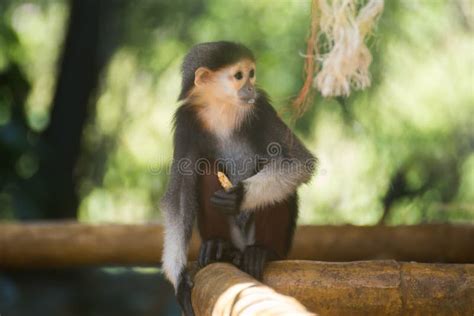 Baby Red-shanked Douc Langur Stock Photo - Image of tropical, black ...