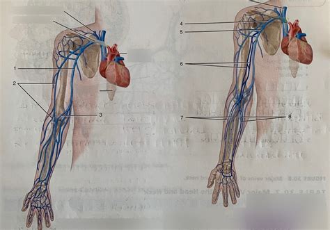 Major Veins Of The Right Upper Extremity Diagram Quizlet