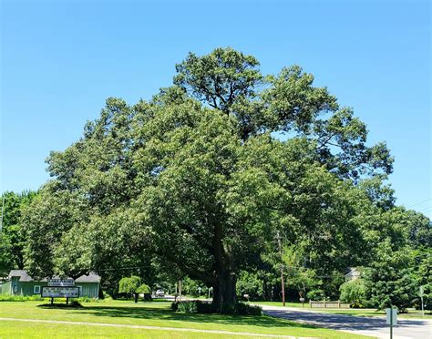 Big Trees Ohio - Big Trees Ohio added a new photo — at...