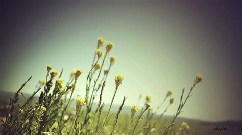 Wallpaper Sunlight Flowers Nature Sky Plants Field Green