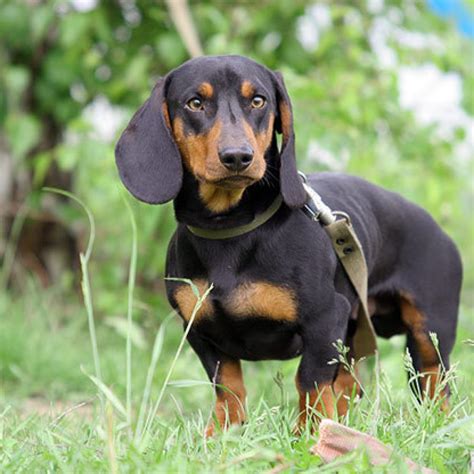 Chiens De Petites Tailles Adopter Vous Allez Craquer