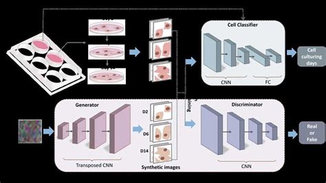 Overview Of The Gan Model To Improve Classification Of Hipsc Cm