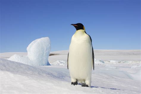 360+ Penguin Migration Stock Photos, Pictures & Royalty-Free Images ...