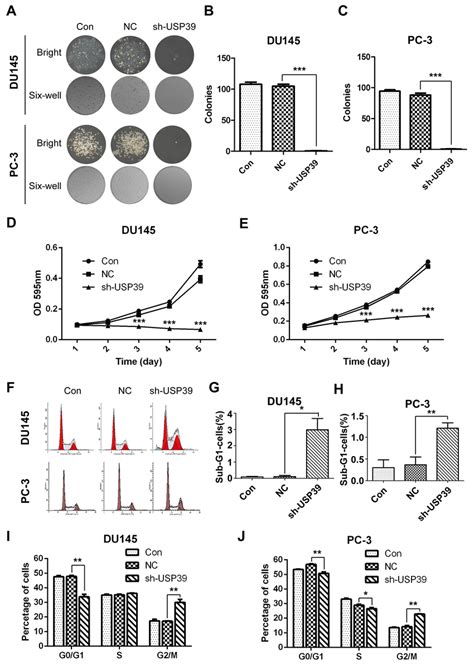 Usp39 Silencing Inhibited Cell Proliferation And Colony Formation By