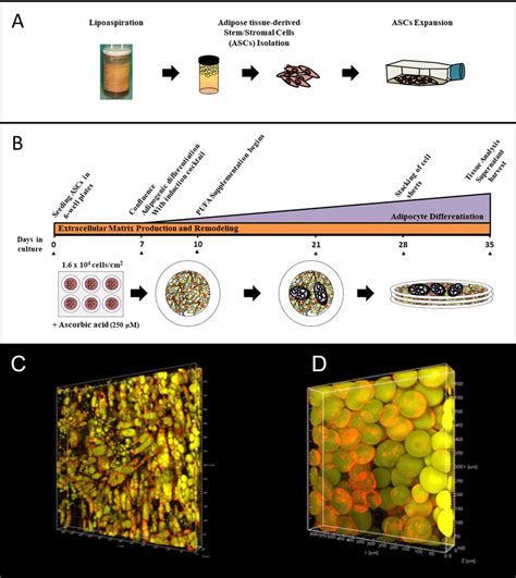 Production And Imaging Of Reconstructed Human Adipose Tissues A