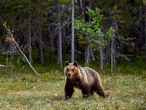 Orso Bruno Il Grande Carnivoro Dellarco Alpino E Non Solo