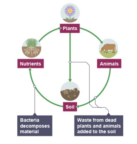 Climate And Natural Vegetation Flashcards Quizlet