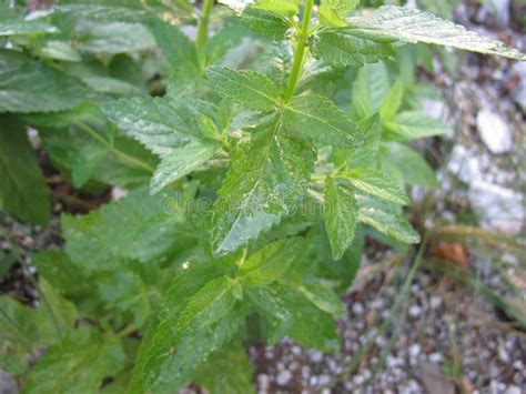 Naked Catmint In A Herb Bed Stock Photo Image Of Leaves Garden