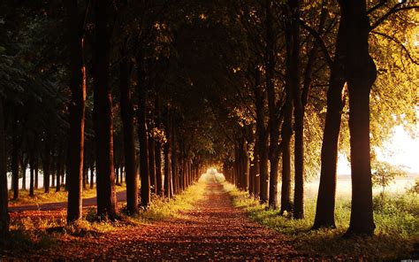 Sfondi Luce Del Sole Alberi Foresta Le Foglie Natura Erba