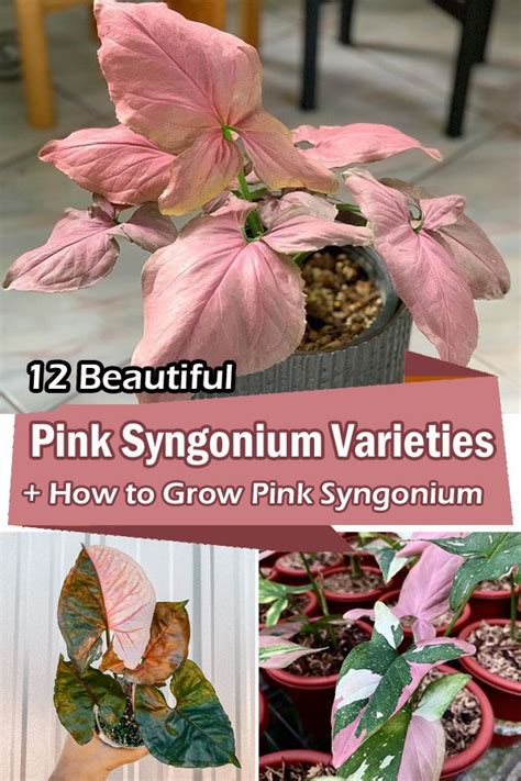 12 Beautiful Pink Syngonium Varieties How To Grow Pink Syngonium