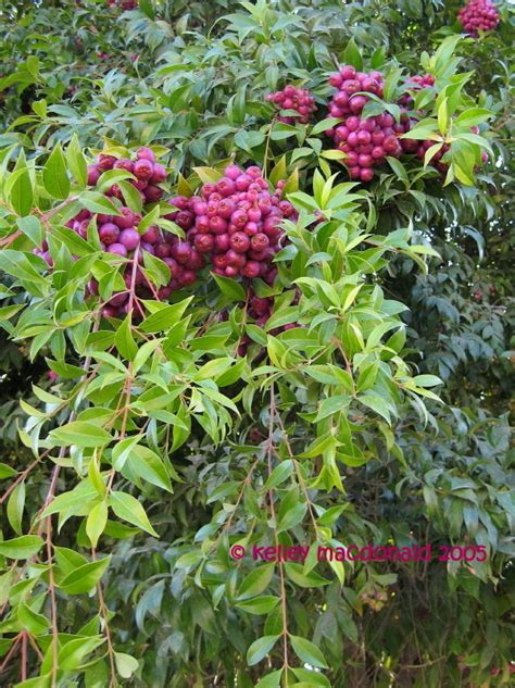 Plantfiles Pictures Eugenia Species Brush Cherry Magenta Cherry