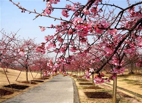 Shanghai Botanical Garden Cherry Blossom | Fasci Garden