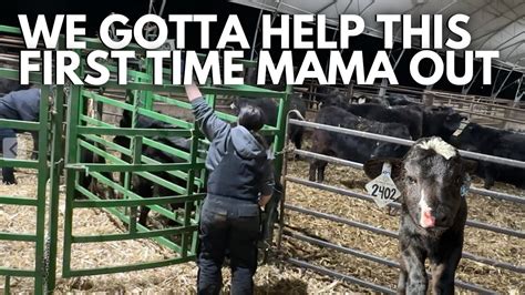 Pulling A Calf Mama Needs Help Calving Season 2024 Vlog Day In The Life Of A 27 Year Old