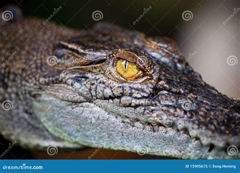 Eye Of Alligator Stock Image Image Of Creature Hunting 15905675