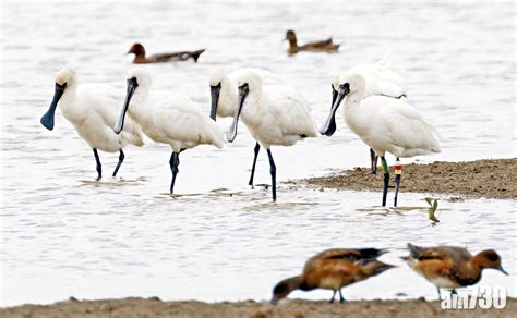 生態普查 黑臉琵鷺全球「雀口」破5000大關 觀鳥會 港數量連續兩年減 Am730